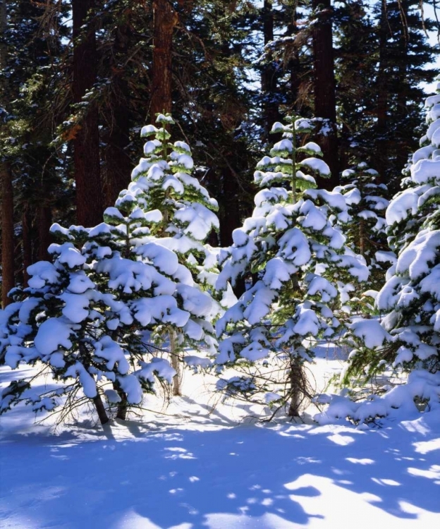 Picture of CALIFORNIA, HIGH SIERRA, SNOW-COVERED RED FIR