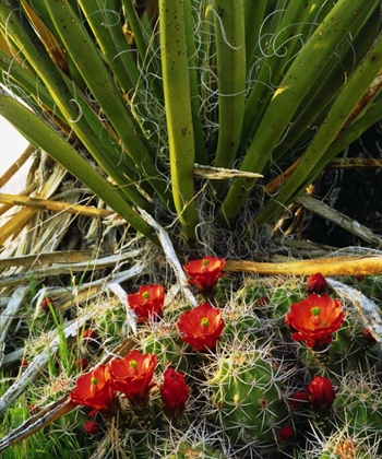 Picture of CALIFORNIA, JOSHUA TREE NP CLARET CUP CACTUS