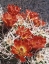 Picture of CALIFORNIA, JOSHUA TREE NP CLARET CUP CACTUS