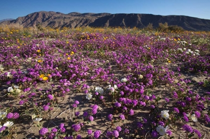 Picture of CALIFORNIA, ANZA-BORREGO DESERT SAND VERBENA