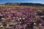 Picture of CALIFORNIA, ANZA-BORREGO DESERT SAND VERBENA