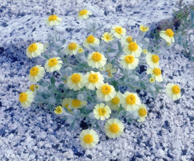 Picture of CALIFORNIA, ANZA-BORREGO DESERT WOOLLY DAISY