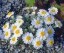 Picture of CALIFORNIA, ANZA-BORREGO DESERT WOOLLY DAISY