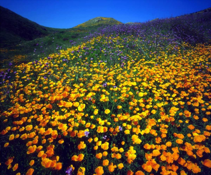 Picture of CALIFORNIA, LAKE ELSINORE CALIFORNIA POPPIES