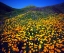 Picture of CALIFORNIA, LAKE ELSINORE CALIFORNIA POPPIES
