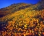 Picture of CALIFORNIA, LAKE ELSINORE CALIFORNIA POPPIES