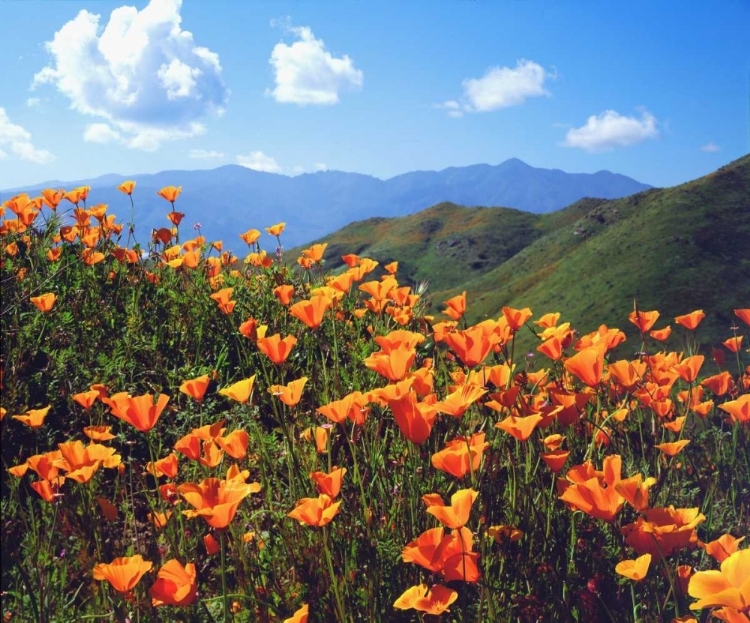 Picture of CALIFORNIA, LAKE ELSINORE CALIFORNIA POPPIES