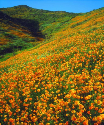 Picture of CALIFORNIA, LAKE ELSINORE CALIFORNIA POPPIES