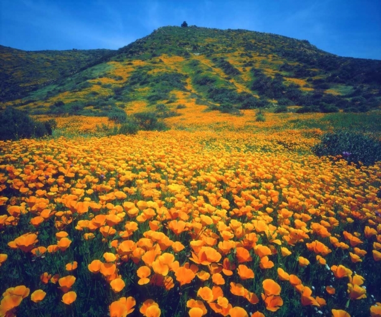 Picture of CALIFORNIA, LAKE ELSINORE CALIFORNIA POPPIES