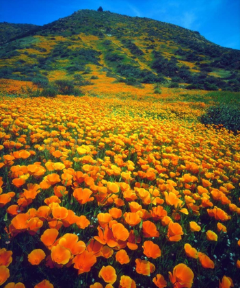 Picture of CALIFORNIA, LAKE ELSINORE CALIFORNIA POPPIES