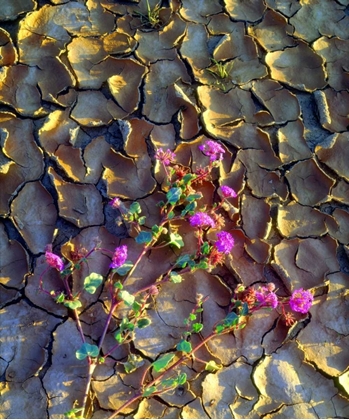 Picture of CALIFORNIA, ANZA-BORREGO DESERT SAND VERBENA