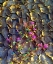 Picture of CALIFORNIA, ANZA-BORREGO DESERT SAND VERBENA