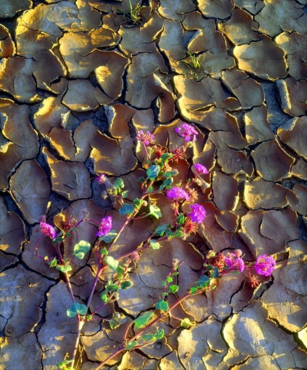 Picture of CALIFORNIA, ANZA-BORREGO DESERT SAND VERBENA