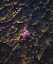 Picture of CALIFORNIA, ANZA-BORREGO DESERT SAND VERBENA