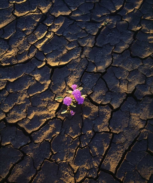 Picture of CALIFORNIA, ANZA-BORREGO DESERT SAND VERBENA