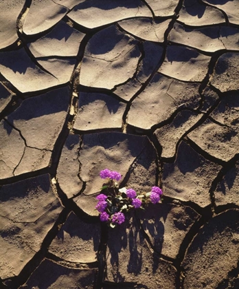 Picture of CALIFORNIA, ANZA-BORREGO DESERT SAND VERBENA