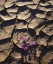 Picture of CALIFORNIA, ANZA-BORREGO DESERT SAND VERBENA