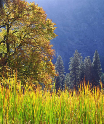 Picture of CALIFORNIA, YOSEMITE OAK WITH AUTUMN FOLIAGE