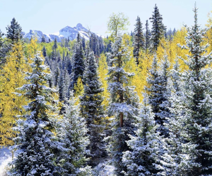 Picture of COLORADO SNOW-COVERED TREES IN THE ROCKY MTS