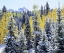 Picture of COLORADO SNOW-COVERED TREES IN THE ROCKY MTS