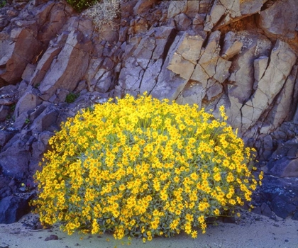 Picture of CALIFORNIA, ANZA-BORREGO BRITTLEBUSH FLOWERS
