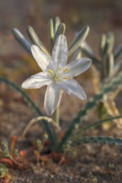 Picture of CALIFORNIA, ANZA-BORREGO DESERT LILY FLOWERS