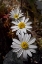 Picture of CALIFORNIA, ANZA-BORREGO DESERT STAR FLOWERS