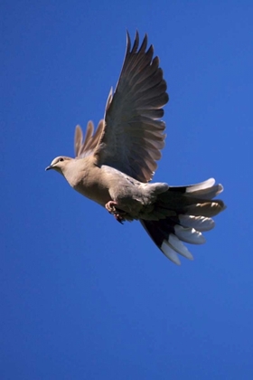 Picture of CA, SAN DIEGO, LAKESIDE MOURNING DOVE FLYING