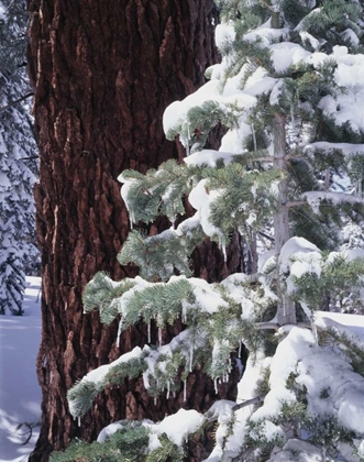 Picture of CA, SIERRA NEVADA SNOW-COVERED RED FIR TREES