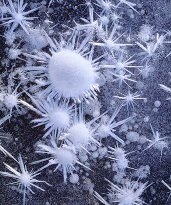 Picture of CA, SIERRA NEVADA ICE CRYSTALS IN THE SIERRA