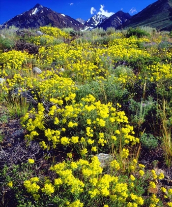 Picture of CA, SIERRA NEVADA FLOWERS IN THE HIGH SIERRA