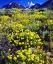 Picture of CA, SIERRA NEVADA FLOWERS IN THE HIGH SIERRA