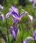 Picture of CA, SIERRA NEVADA IRIS FLOWER IN THE SIERRAS