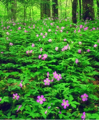 Picture of TN, GREAT SMOKY MTS NP FLOWERS IN THE FOREST