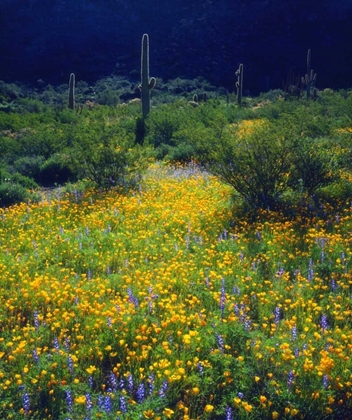 Picture of AZ, ORGAN PIPE CACTUS NM FLOWERS AND SAGUARO