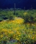 Picture of AZ, ORGAN PIPE CACTUS NM FLOWERS AND SAGUARO