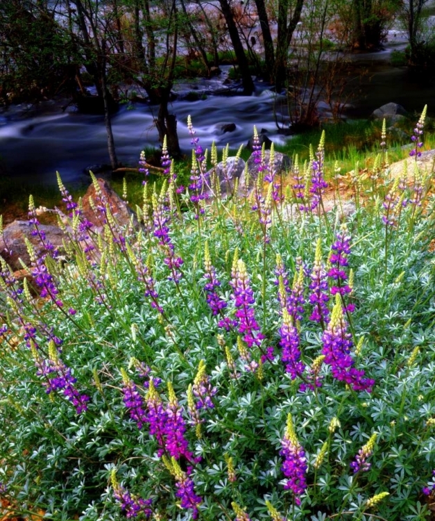 Picture of CA, SIERRA NEVADA LUPINES IN THE HIGH SIERRA