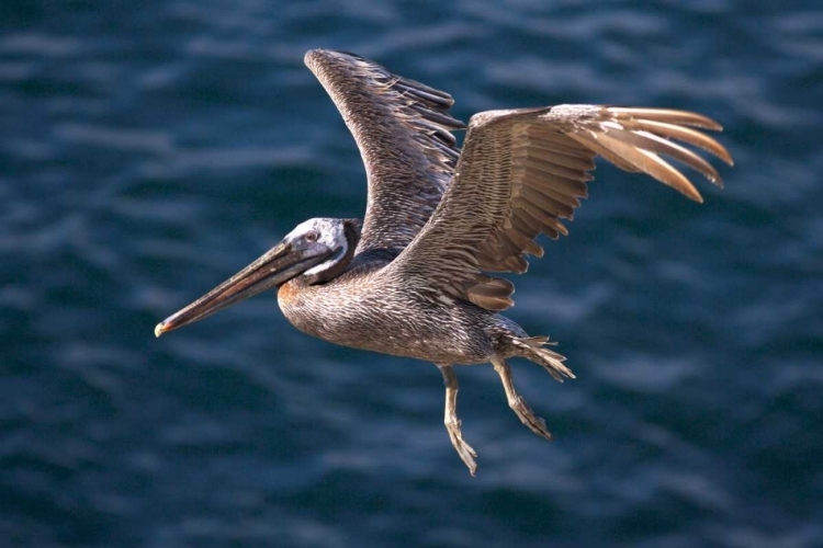 Picture of CA, LA JOLLA A PELICAN FLYING OVER THE COAST