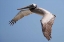 Picture of CA, LA JOLLA A PELICAN FLYING OVER THE COAST