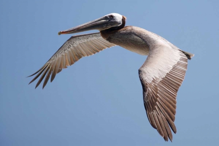 Picture of CA, LA JOLLA A PELICAN FLYING OVER THE COAST