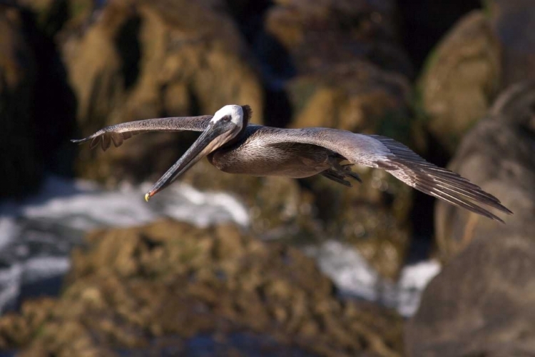 Picture of CA, LA JOLLA A PELICAN FLYING OVER THE COAST