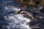 Picture of CA, LA JOLLA A PELICAN FLYING OVER THE COAST