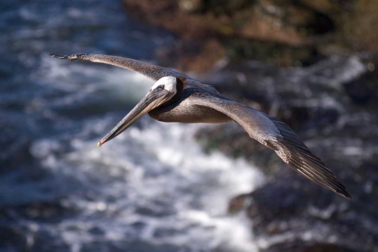 Picture of CA, LA JOLLA A PELICAN FLYING OVER THE COAST