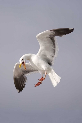 Picture of CA, LA JOLLA A PELICAN FLYING OVER THE COAST