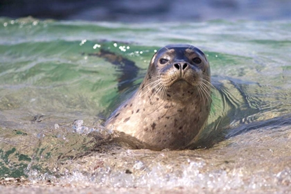 Picture of CA, LA JOLLA A SEAL SWIMMING ALONG THE COAST