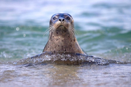 Picture of CA, LA JOLLA A SEAL SWIMMING ALONG THE COAST