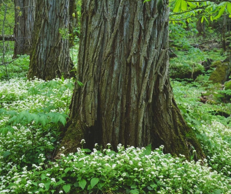 Picture of TN, GREAT SMOKY MOUNTAIN NP OLD-GROWTH TREES