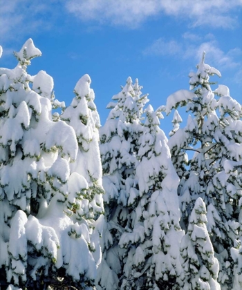 Picture of CA, SIERRA NEVADA SNOWY TREES IN THE SIERRAS