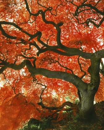 Picture of OR, PORTLAND, JAPANESE MAPLE TREE IN GARDEN