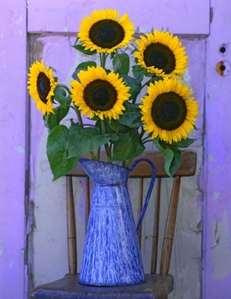 Picture of OR, WILLAMETTE VALLEY FRESH CUT SUNFLOWERS
